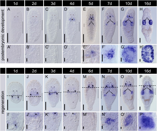 Fig. S1