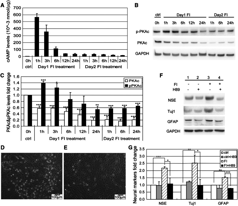 Fig. 6