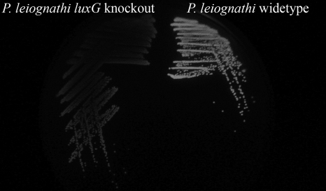 FIG. 7.