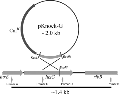 FIG. 1.