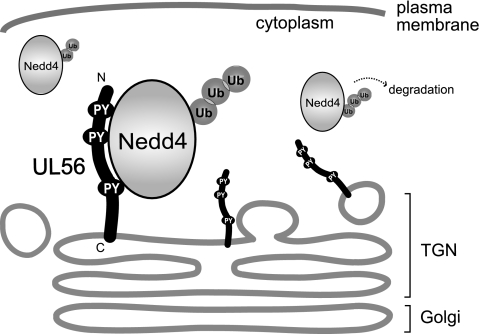 FIG. 11.