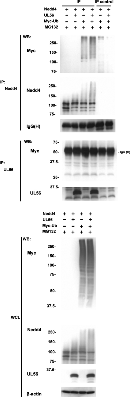 FIG. 10.