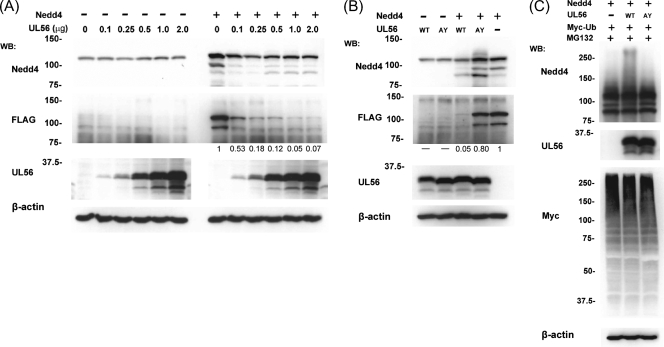 FIG. 9.