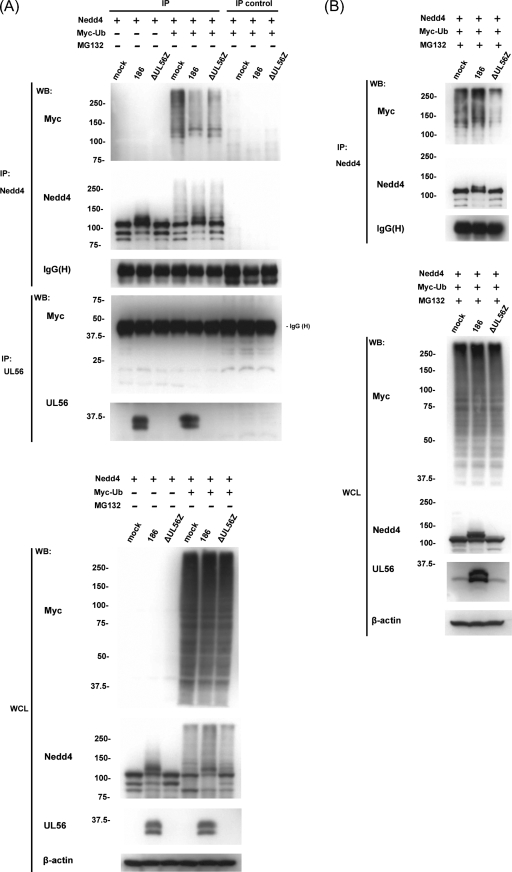 FIG. 8.