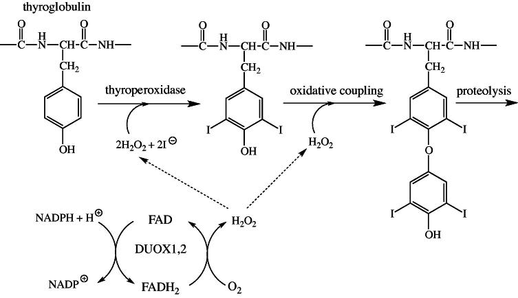 Fig. 7