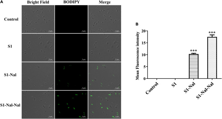 FIGURE 3