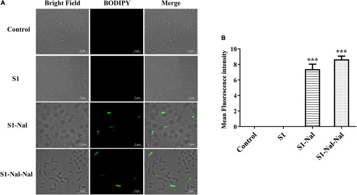 FIGURE 4