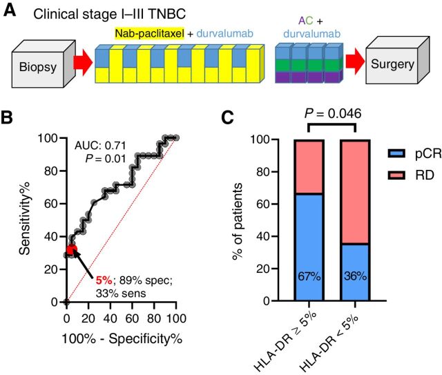 Figure 1. Tumor-specific MHC-II expression is associated with pCR to NAC and anti–PD-L1 inhibition. A, NCT02489448 clinical trial schema depicting NAC (nab-paclitaxel in yellow, doxorubicin in purple, and cyclophosphamide in green) + durvalumab (blue) single arm. B, ROC curve for predictive capacity of tumor-specific MHC-II (≥5% tumor-cell positivity cut-off point) on pCR. C, pCR rates by HLA-DR biomarker group; P value represents the result of a one-sided χ2 test.