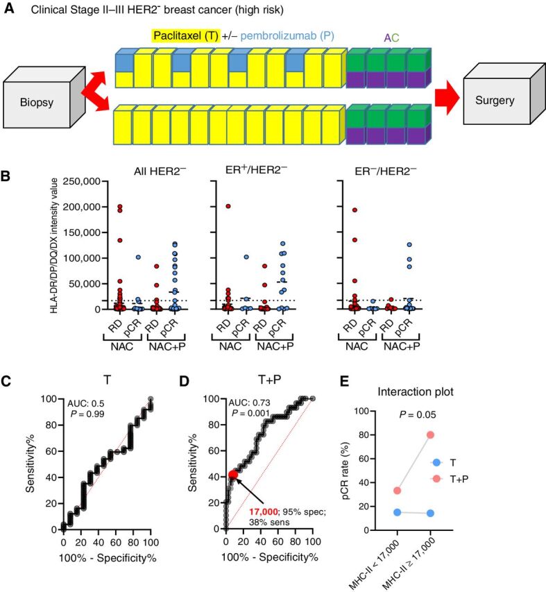 Figure 2. Tumor-specific MHC-II expression specifically predicts benefit to anti–PD-1 inhibition with NAC in high-risk HER2− patients. A, I-SPY2 clinical trial schema depicting NAC [paclitaxel (T) in yellow, doxorubicin in purple, and cyclophosphamide in green] + pembrolizumab (P; blue) arm and NAC-only control arm. B, HLADR/DP/DQ/DX values by outcome for NAC-only and NAC+ pembrolizumab arms. The dotted line shows the cut-off point (17,000 units) chosen based on a calibration study comparing RPPA with a 5% tumor-specific MHC-II cut-off point. C, ROC curve for predictive capacity of tumor-specific MHC-II on pCR in NAC-alone (T) arm. D, ROC curve for predictive capacity of tumor-specific MHC-II on pCR in pembrolizumab (T+P) arm. E, Interaction plot of biomarker group (stratified at 50,000 units) and treatment arm on pCR rate. P value represents interaction term in a logistic regression model after adjusting for main effects (treatment arm and MHC-II status).