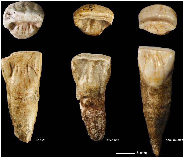 Figure 16