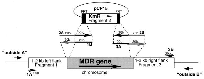 FIG. 1