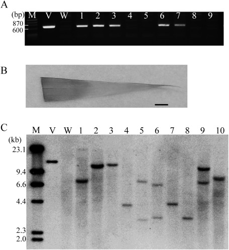 Figure 4. Detection of transgene in putative transgenic T0 plants. A: Polymerase chain reaction (PCR) analysis of hygromycin-resistant plants. Lanes 1–9: Nine regenerated hygromycin-resistant plants obtained from pretreatment of centrifugation and heating for 15 min (lanes 1–2); centrifugation and heating for 21 min (lanes 3–5); and centrifugation, heating for 15 min and 4°C (lanes 6–9). Lane M: Molecular size marker; Lane V: binary vector pEKH2 (positive control); Lane W: wild-type sorghum; Lanes 1–3, 6, and 7: T0 plants showing positive results of transgenic plants; Lanes 4, 5, 8, and 9: T0 plants showing negative results of non-transgenic plants. B: Histochemical GUS assay of leaf from PCR-positive transgenic sorghum (bar=2 mm). C: Southern blot hybridization of 10 PCR-positive transgenic T0 lines with hpt probe. Lane M: Molecular size marker; Lane V: binary vector pEKH2 (positive control); Lane W: untransformed plants (negative control); Lanes 1–10: transgenic plant obtained from pretreatment of centrifugation and heating for 15 min (lanes 1 and 2); centrifugation and heating for 21 min (lane 3); centrifugation and 4°C (lane 4), centrifugation, heating for 15 min and 4°C (lanes 5–7), and centrifugation, heating for 21 min and 4°C (lanes 8–10).