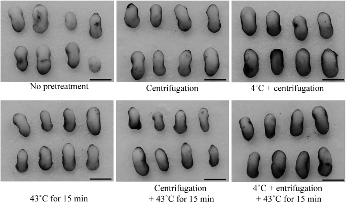 Figure 3. Regeneration of hygromycin-resistant sorghum plants. A: Putative transgenic shoots on regeneration medium at 3 weeks (bar=2 cm). B: Putative transgenic plants on rooting medium at 2 weeks (bar=2 cm). C: Transgenic plants grown in pots in the plant incubator (bar=10 cm).