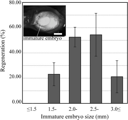 Figure 1. Effect of size of immature embryos on regeneration after Agrobacterium inoculation. Intermediate size (2–3 mm) of immature embryos showed the highest regeneration ratio. Inset shows an intermediate-sized immature embryo at the milk stage of endosperm development. Bar=2 mm