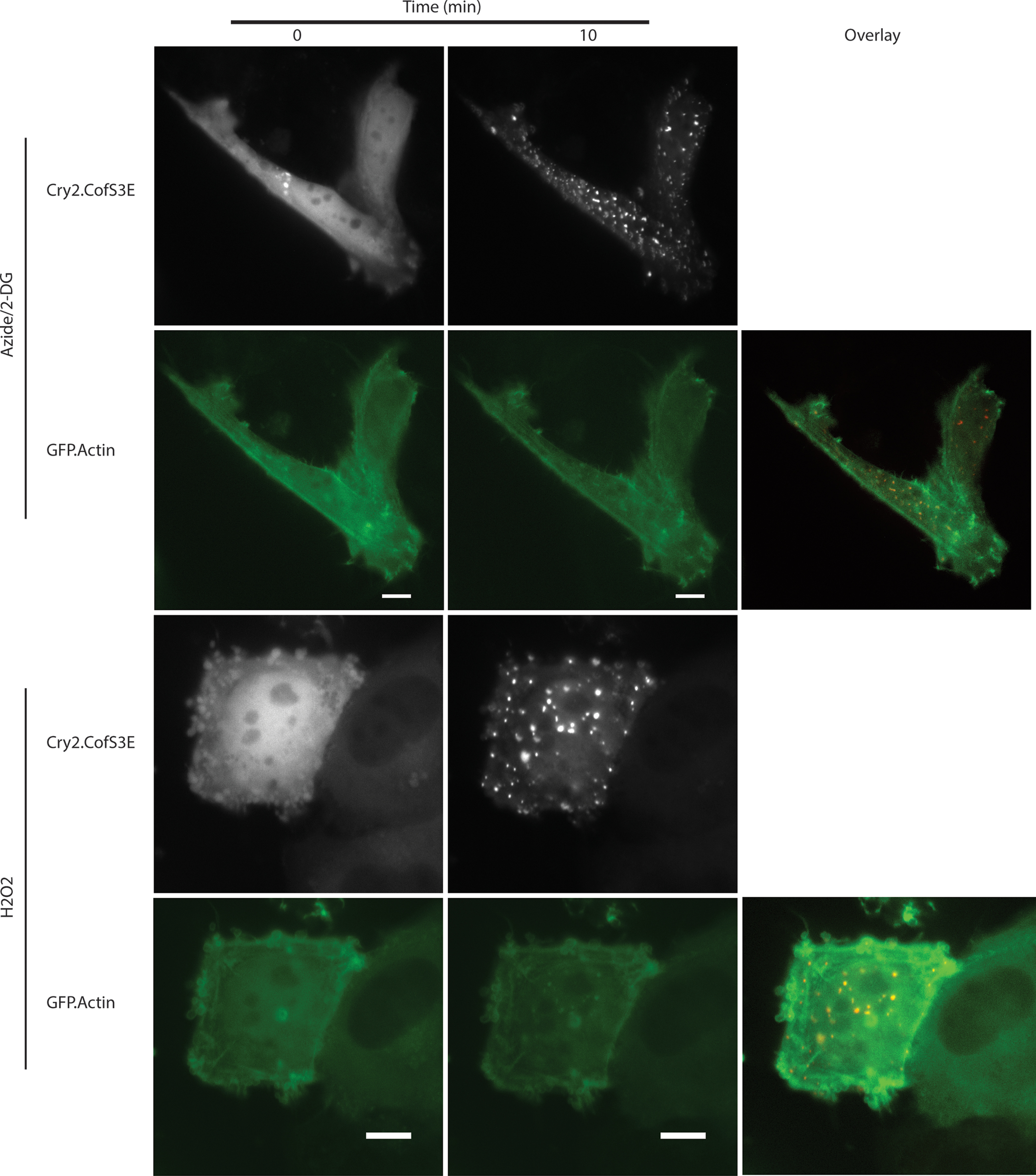 Figure 12.