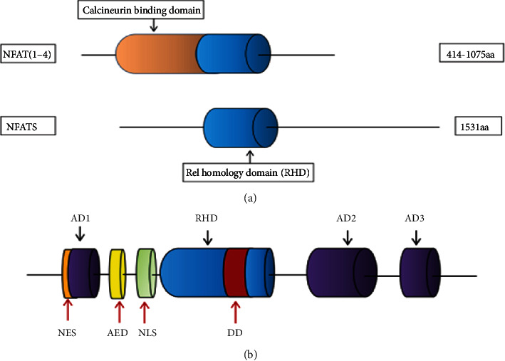 Potential Role of Gene Regulator NFAT5 in the Pathogenesis of Diabetes ...