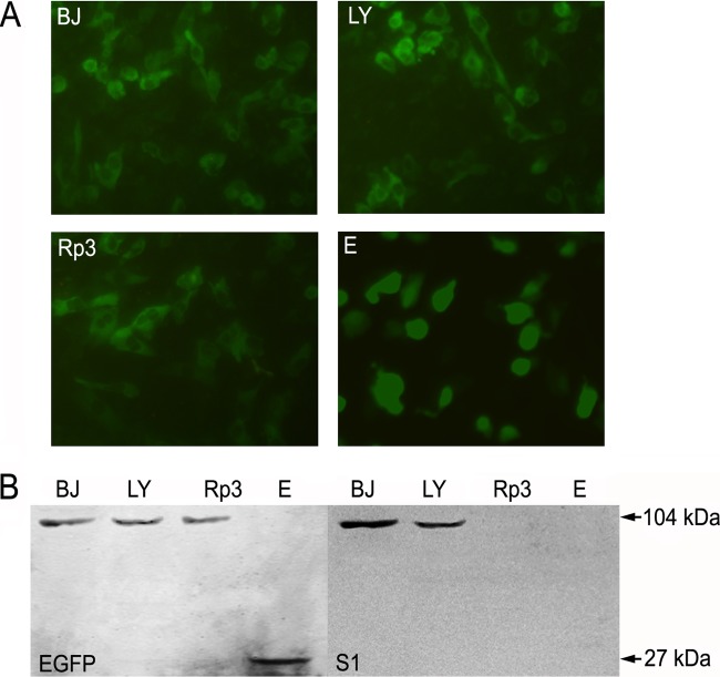 FIG 5