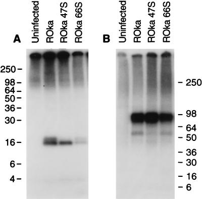 FIG. 5