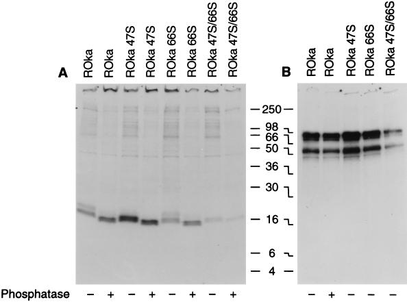 FIG. 6