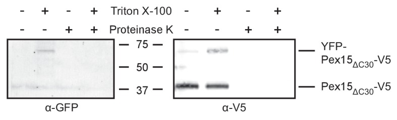 Figure 2—figure supplement 1.