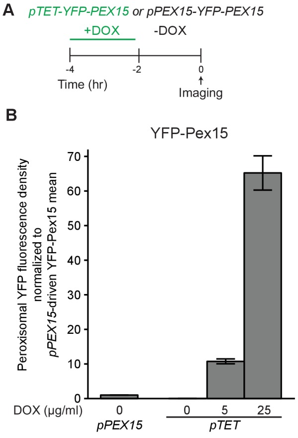 Figure 3—figure supplement 1.