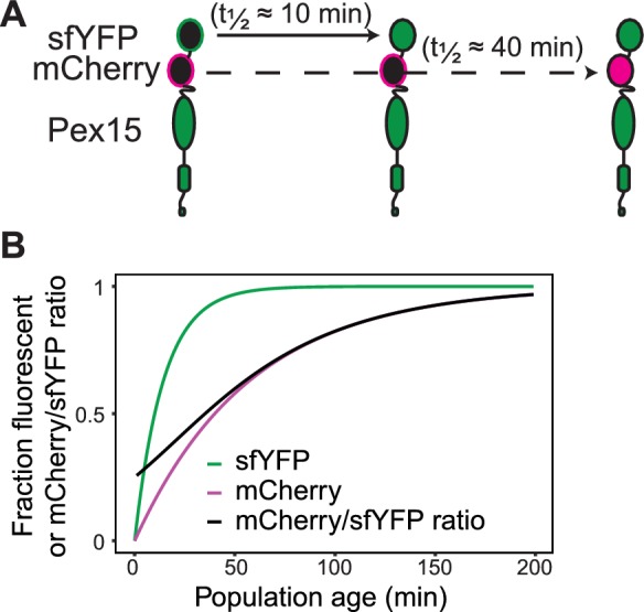 Figure 5—figure supplement 1.