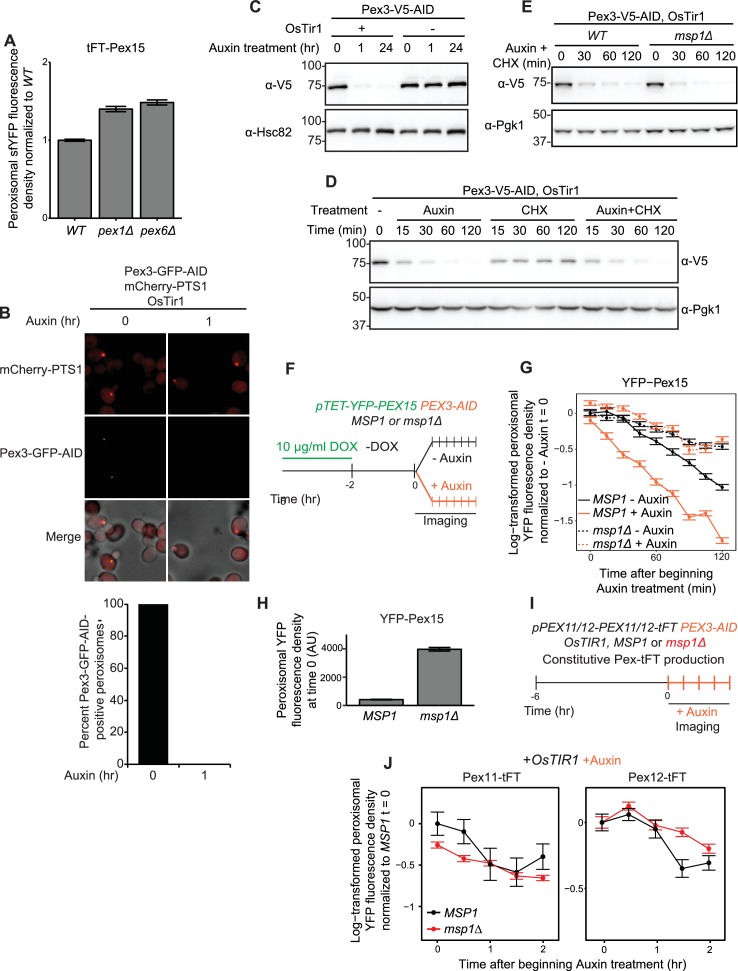 Figure 6—figure supplement 1.