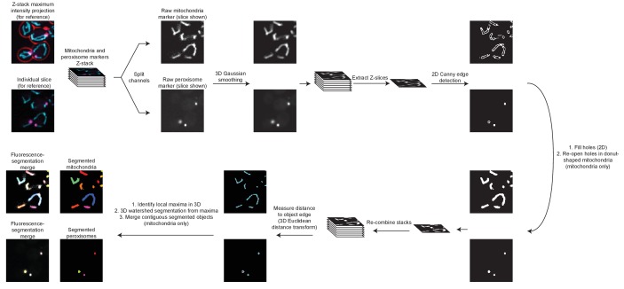 Figure 1—figure supplement 2.