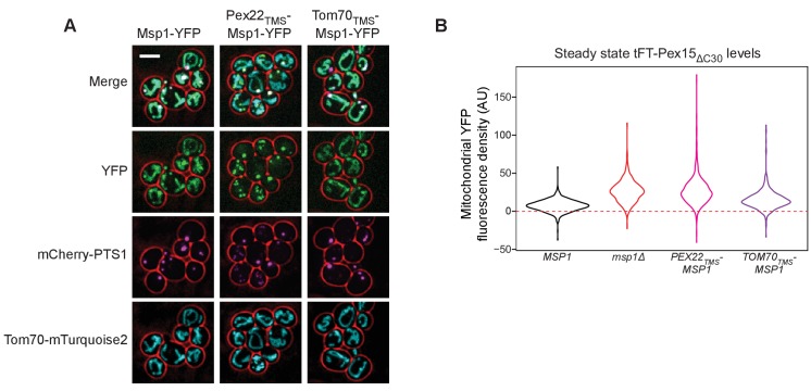 Figure 7—figure supplement 1.