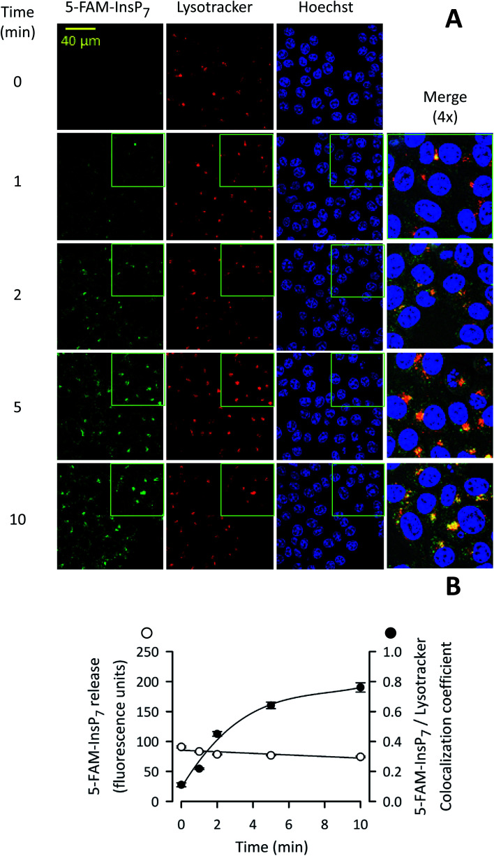 Fig. 7