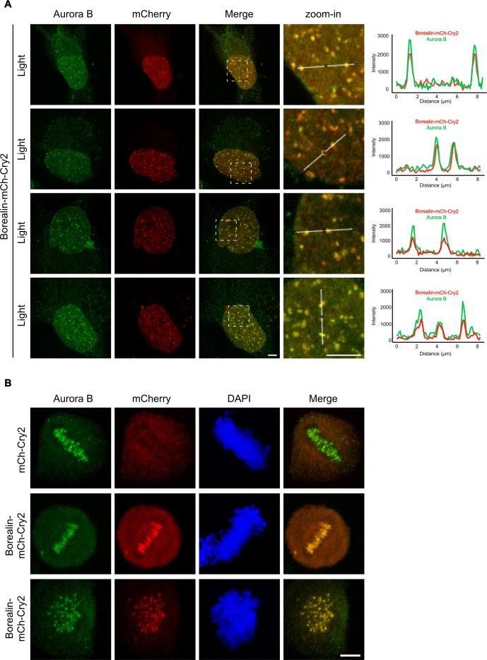 Figure 6—figure supplement 2.