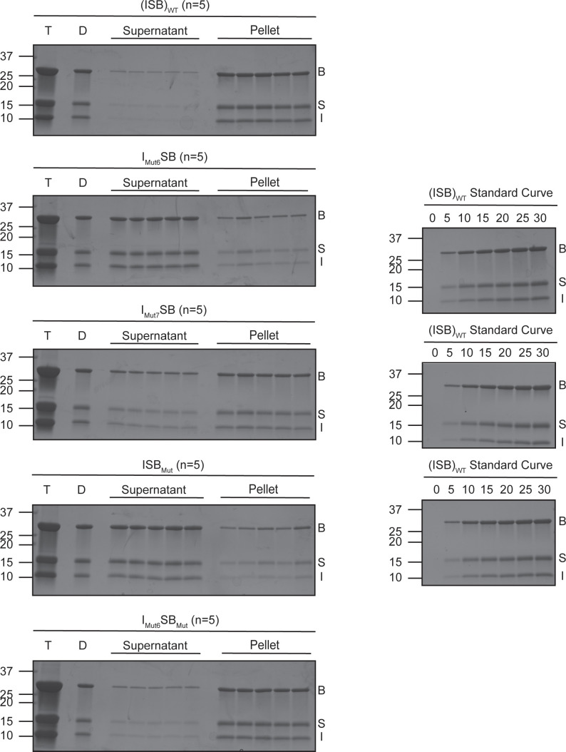 Figure 5—figure supplement 1.