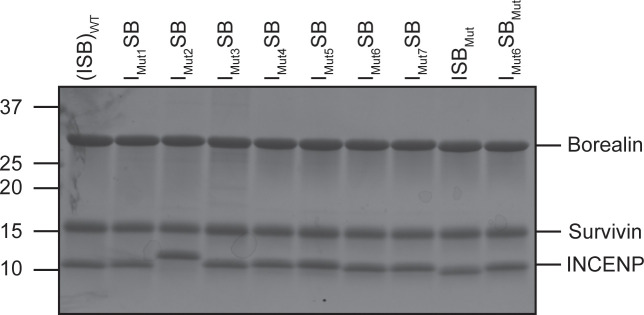 Figure 5—figure supplement 2.