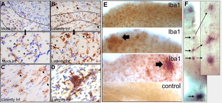 Fig 5