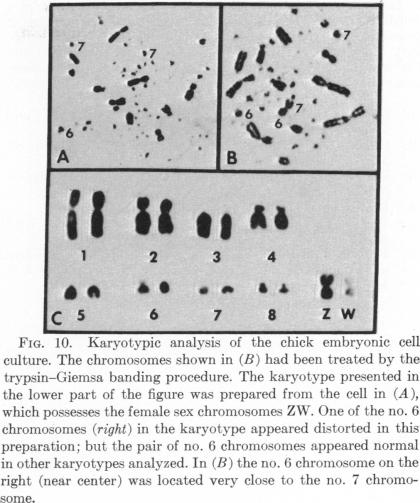 graphic file with name pnas00137-0187-a.jpg