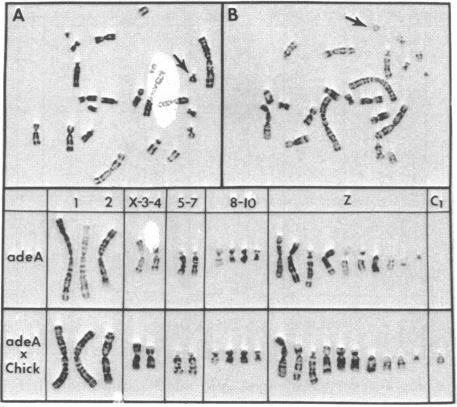 graphic file with name pnas00137-0186-a.jpg