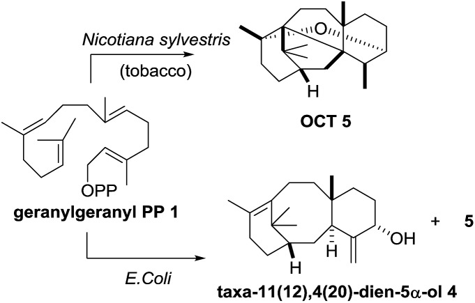 Scheme 2