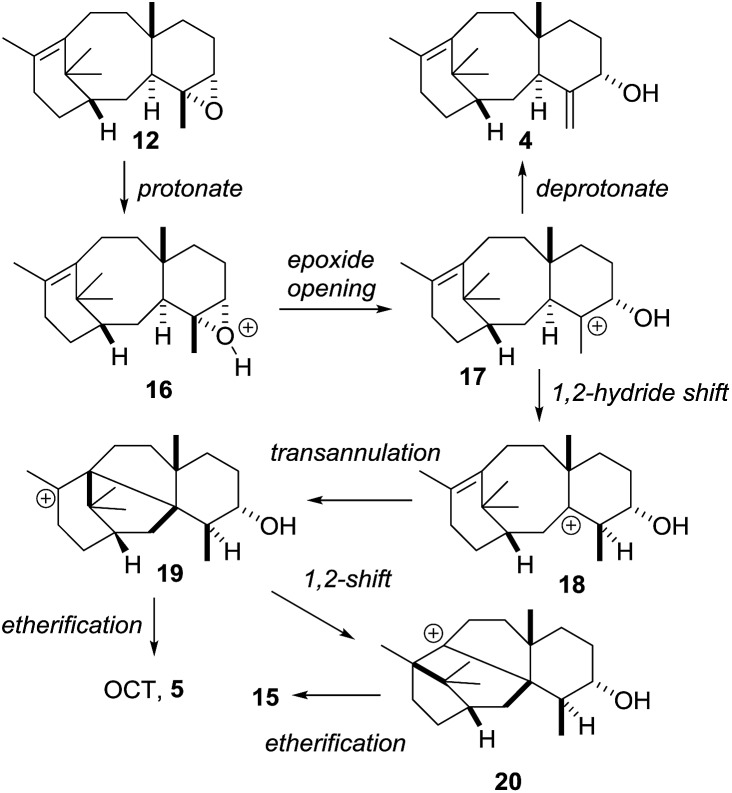 Scheme 8