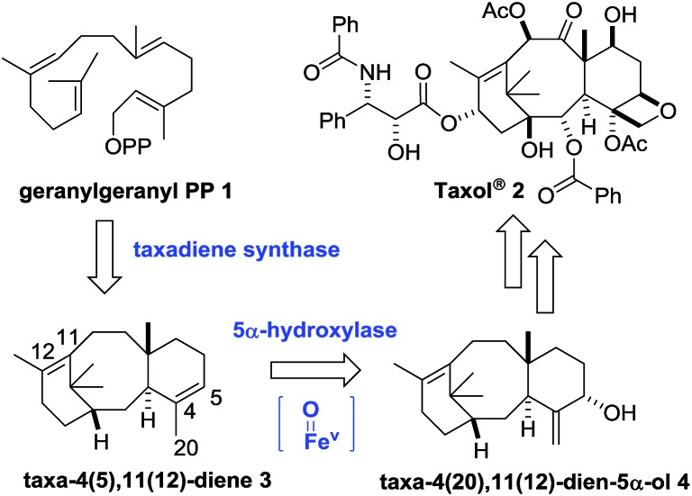 Scheme 1