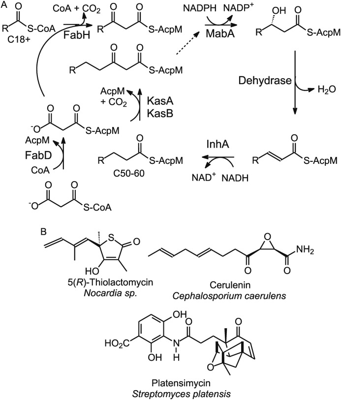 FIGURE 1.