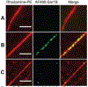 Figure 5: