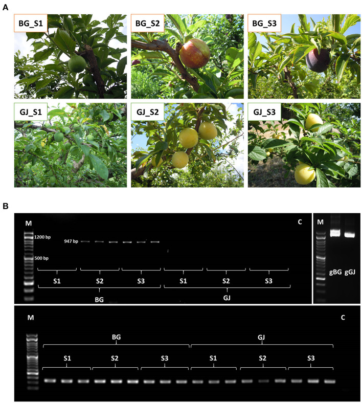 Figure 6