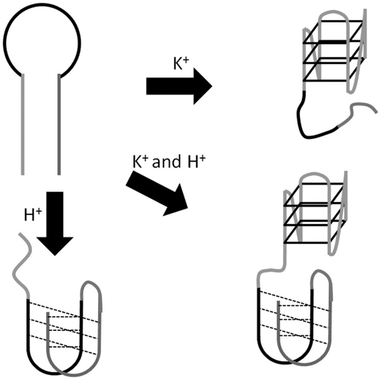 Figure 24.