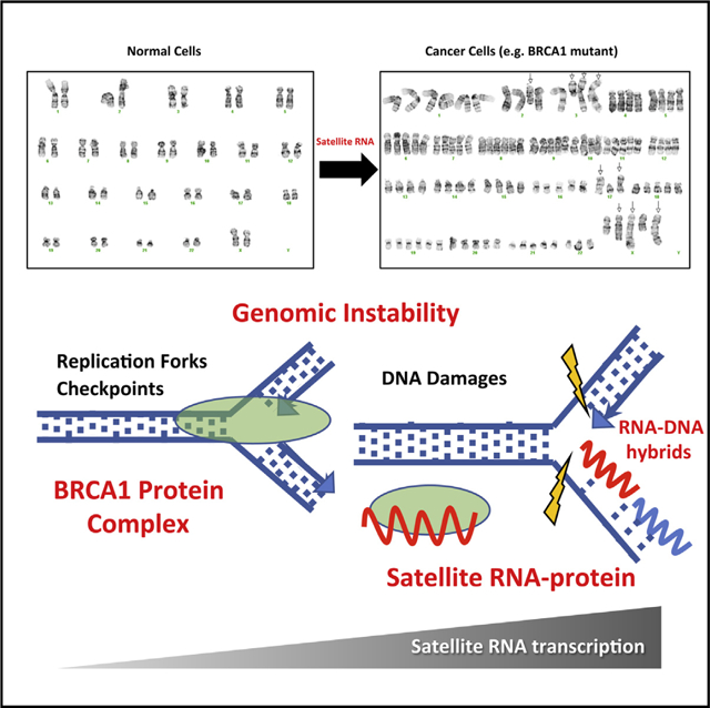 graphic file with name nihms-1024478-f0007.jpg