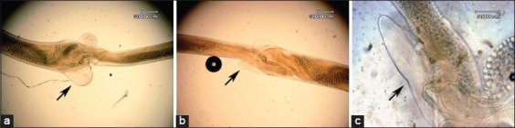 Morphology and morphometry of Haemonchus contortus exposed to ...