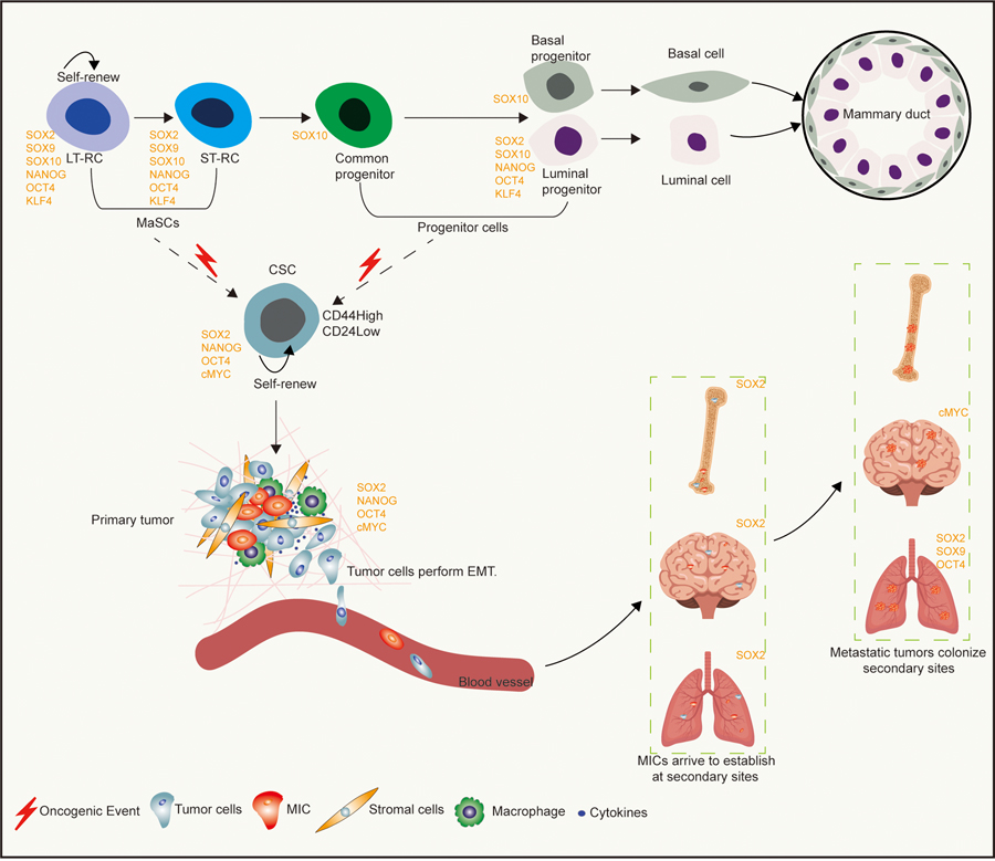 Figure 2: