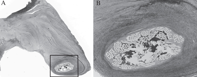 Figure 5)