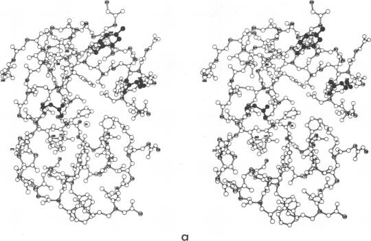 graphic file with name pnas00088-0103-a.jpg