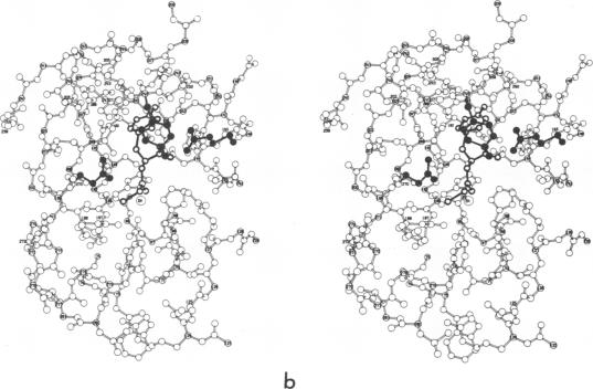 graphic file with name pnas00088-0103-b.jpg