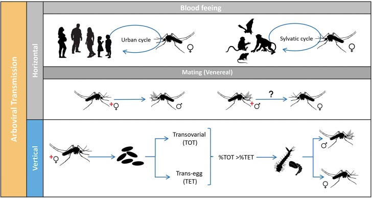 Graphical Abstract